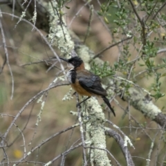 Acanthorhynchus tenuirostris (Eastern Spinebill) at Kowen, ACT - 12 Feb 2022 by trevsci