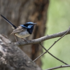 Malurus cyaneus (Superb Fairywren) at Kowen, ACT - 13 Feb 2022 by trevsci