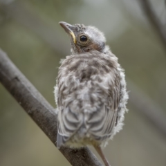 Pachycephala rufiventris (Rufous Whistler) at Kowen Escarpment - 13 Feb 2022 by trevsci