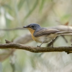 Myiagra rubecula (Leaden Flycatcher) at Pialligo, ACT - 12 Feb 2022 by trevsci