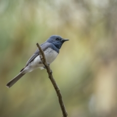 Myiagra rubecula at Pialligo, ACT - 13 Feb 2022