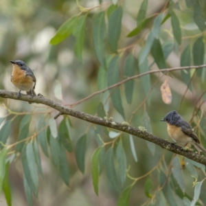 Myiagra rubecula at Pialligo, ACT - 13 Feb 2022 10:21 AM