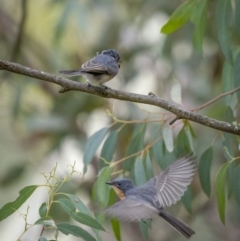 Myiagra rubecula at Pialligo, ACT - 13 Feb 2022 10:21 AM