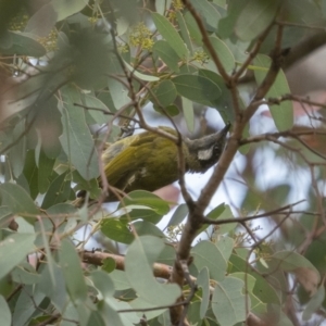 Nesoptilotis leucotis at Kowen, ACT - 13 Feb 2022 12:31 PM