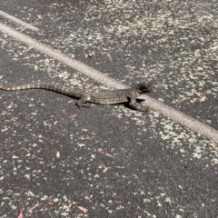 Varanus rosenbergi (Heath or Rosenberg's Monitor) at Namadgi National Park - 13 Feb 2022 by RyanW