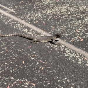 Varanus rosenbergi at Rendezvous Creek, ACT - 13 Feb 2022