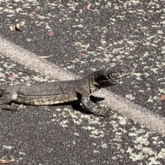 Varanus rosenbergi at Rendezvous Creek, ACT - suppressed