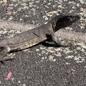 Varanus rosenbergi at Rendezvous Creek, ACT - 13 Feb 2022