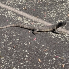 Varanus rosenbergi at Rendezvous Creek, ACT - 13 Feb 2022