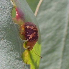 Paropsis aspera (Eucalyptus Tortoise Beetle) at Murrumbateman, NSW - 13 Feb 2022 by SimoneC