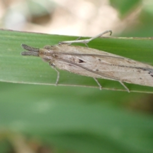 Faveria tritalis at Murrumbateman, NSW - 13 Feb 2022 01:41 PM