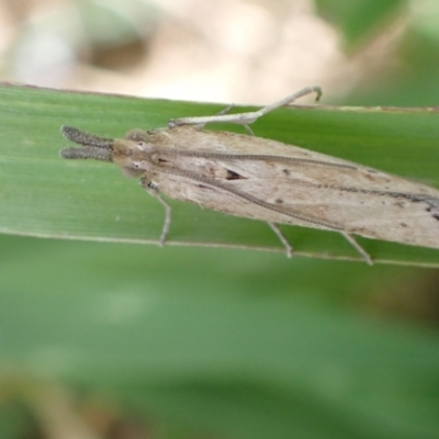 Faveria tritalis (Couchgrass Webworm) at Murrumbateman, NSW - 13 Feb 2022 by SimoneC