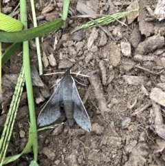 Hippotion scrofa (Coprosma Hawk Moth) at Belconnen, ACT - 13 Feb 2022 by JohnGiacon