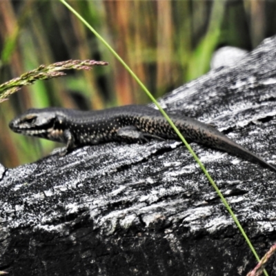 Eulamprus tympanum (Southern Water Skink) at Namadgi National Park - 11 Feb 2022 by JohnBundock