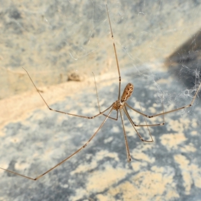 Holocnemus pluchei (Marbled Cellar Spider) at Yass River, NSW - 13 Feb 2022 by SenexRugosus