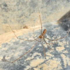 Holocnemus pluchei (Marbled Cellar Spider) at Rugosa at Yass River - 13 Feb 2022 by SenexRugosus