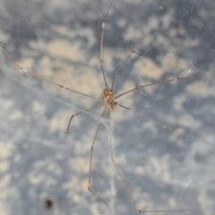 Holocnemus pluchei at Yass River, NSW - 13 Feb 2022 09:20 PM