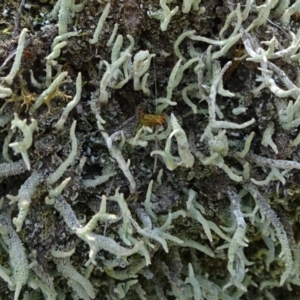 Cladonia sp. (genus) at Molonglo Valley, ACT - 13 Feb 2022