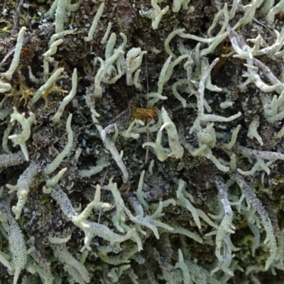 Cladonia sp. (genus) (Cup Lichen) at Block 402 - 13 Feb 2022 by JanetRussell