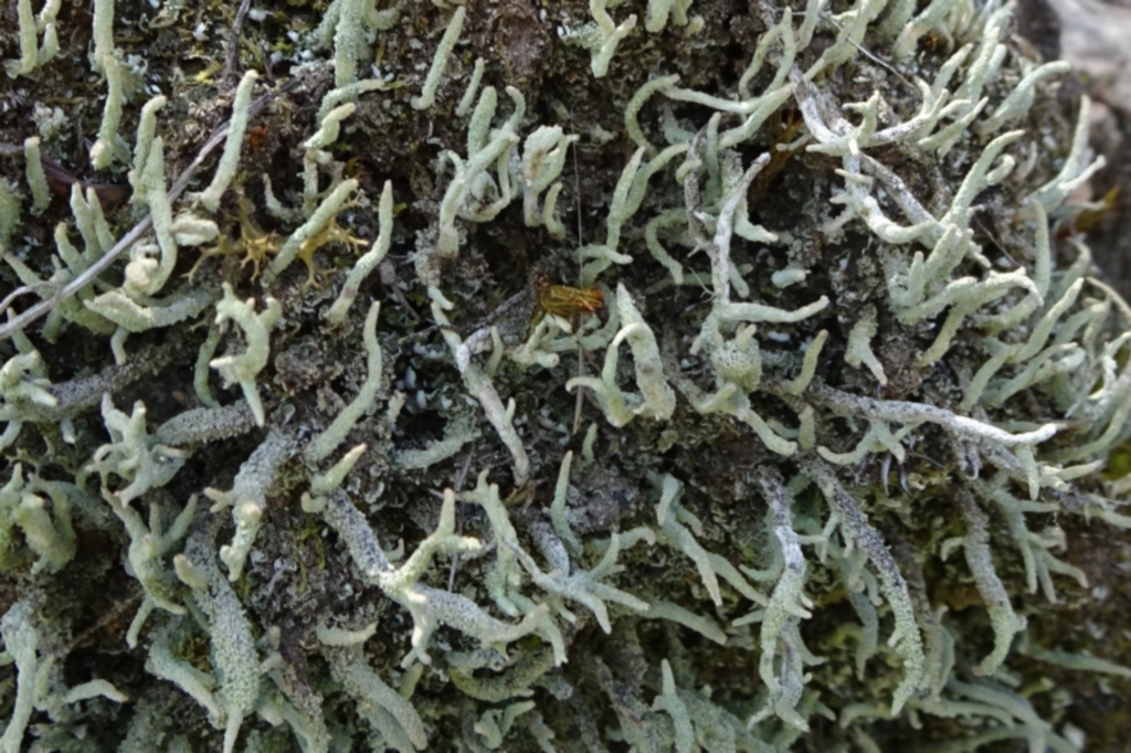 Cladonia sp. (genus) at Molonglo Valley, ACT - 13 Feb 2022