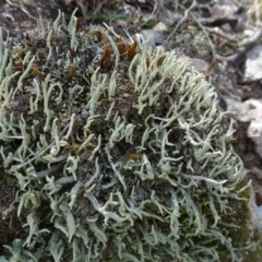 Cladonia sp. (genus) at Molonglo Valley, ACT - 13 Feb 2022