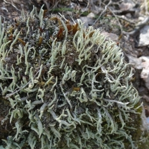 Cladonia sp. (genus) at Molonglo Valley, ACT - 13 Feb 2022
