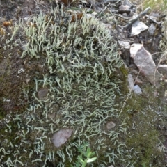 Cladonia sp. (genus) at Molonglo Valley, ACT - 13 Feb 2022