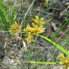 Cyperus eragrostis (Umbrella Sedge) at Denman Prospect 2 Estate Deferred Area (Block 12) - 13 Feb 2022 by JanetRussell