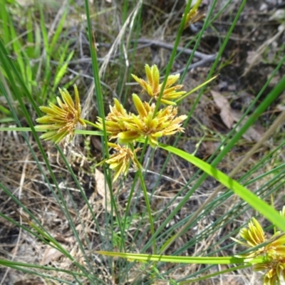 Cyperus eragrostis (Umbrella Sedge) at Molonglo Valley, ACT - 13 Feb 2022 by JanetRussell