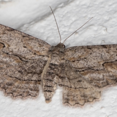 Ectropis excursaria (Common Bark Moth) at Melba, ACT - 23 Dec 2021 by kasiaaus