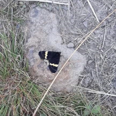 Eutrichopidia latinus (Yellow-banded Day-moth) at Namadgi National Park - 13 Feb 2022 by lashurst