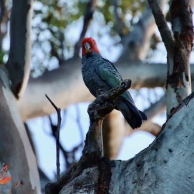 Callocephalon fimbriatum (Gang-gang Cockatoo) at Deakin, ACT - 12 Feb 2022 by LisaH