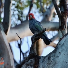 Callocephalon fimbriatum (Gang-gang Cockatoo) at Red Hill Nature Reserve - 12 Feb 2022 by LisaH