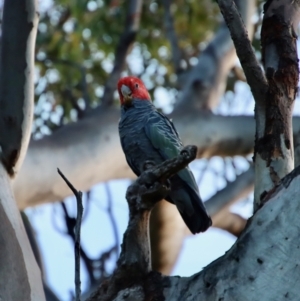 Callocephalon fimbriatum at Deakin, ACT - 12 Feb 2022