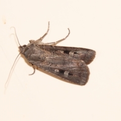 Agrotis infusa (Bogong Moth, Common Cutworm) at Hughes, ACT - 12 Feb 2022 by LisaH