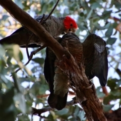 Callocephalon fimbriatum (Gang-gang Cockatoo) at Hughes Grassy Woodland - 13 Feb 2022 by LisaH