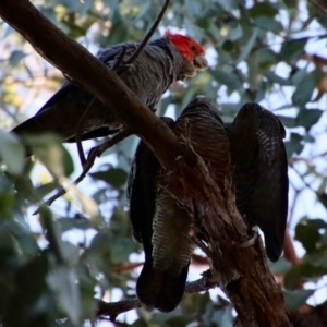 Callocephalon fimbriatum at Hughes, ACT - suppressed