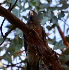 Callocephalon fimbriatum at Hughes, ACT - suppressed