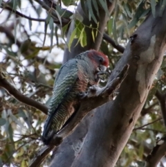 Callocephalon fimbriatum (Gang-gang Cockatoo) at Deakin, ACT - 13 Feb 2022 by LisaH