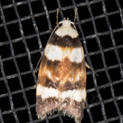 Catacometes phanozona (A Concealer moth) at Melba, ACT - 23 Dec 2021 by kasiaaus