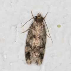 Barea (genus) (A concealer moth) at Melba, ACT - 23 Dec 2021 by kasiaaus