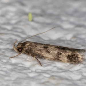 Barea (genus) at Melba, ACT - 23 Dec 2021 10:55 PM