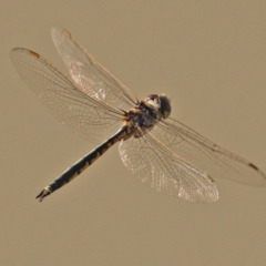 Hemicordulia tau (Tau Emerald) at Hume, ACT - 13 Feb 2022 by RodDeb