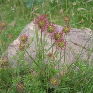 Acaena novae-zelandiae at Cotter River, ACT - 13 Feb 2022