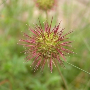 Acaena novae-zelandiae at Cotter River, ACT - 13 Feb 2022