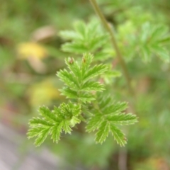 Acaena novae-zelandiae at Cotter River, ACT - 13 Feb 2022