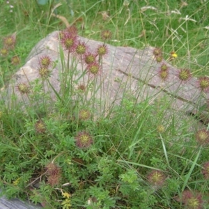 Acaena novae-zelandiae at Cotter River, ACT - 13 Feb 2022