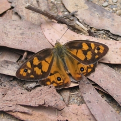 Heteronympha penelope (Shouldered Brown) at Namadgi National Park - 13 Feb 2022 by MatthewFrawley