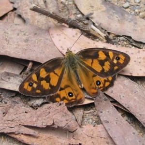 Heteronympha penelope at Cotter River, ACT - 13 Feb 2022