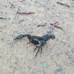 Cherax destructor (Common Yabby) at Nicholls, ACT - 14 Feb 2022 by RobynHall